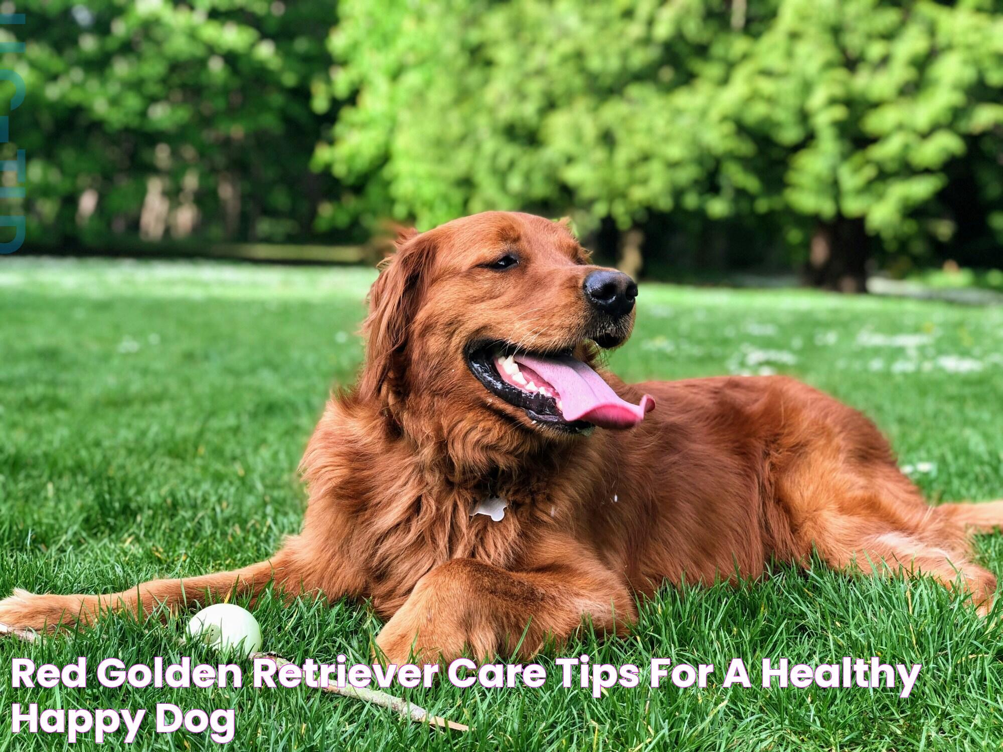 Red Golden Retriever: The Ultimate Guide To This Unique Dog Breed